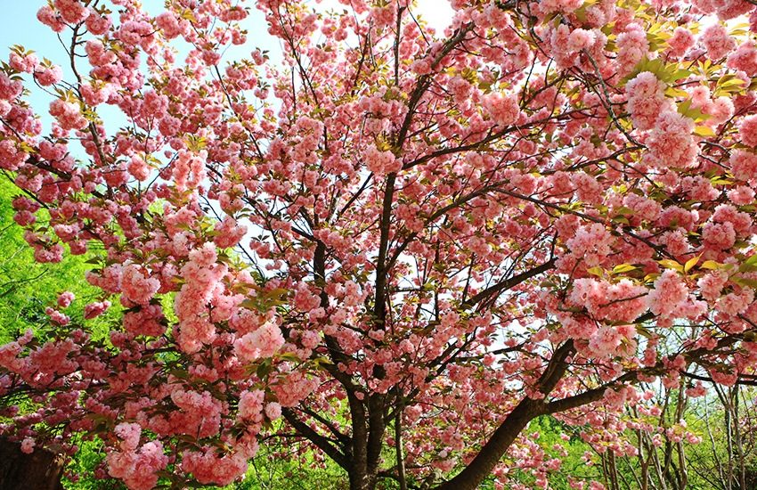 Những lễ hội hoa mùa xuân ở Hàn Quốc