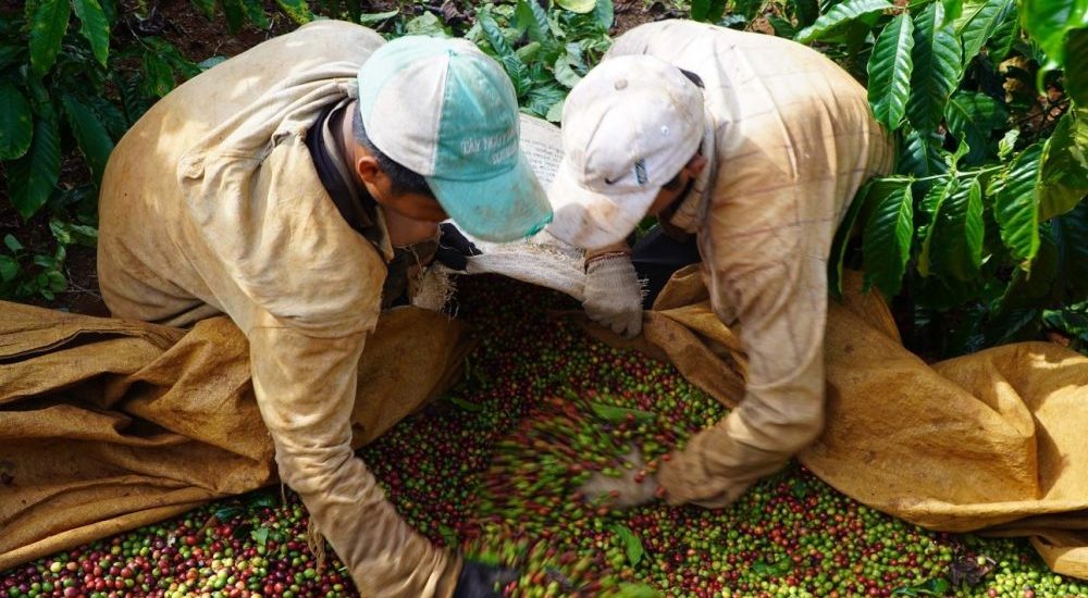 Giá cà phê giá cao kỷ lục, người nông dân lãi lớn