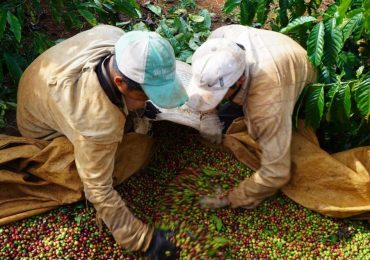 Giá cà phê giá cao kỷ lục, người nông dân lãi lớn